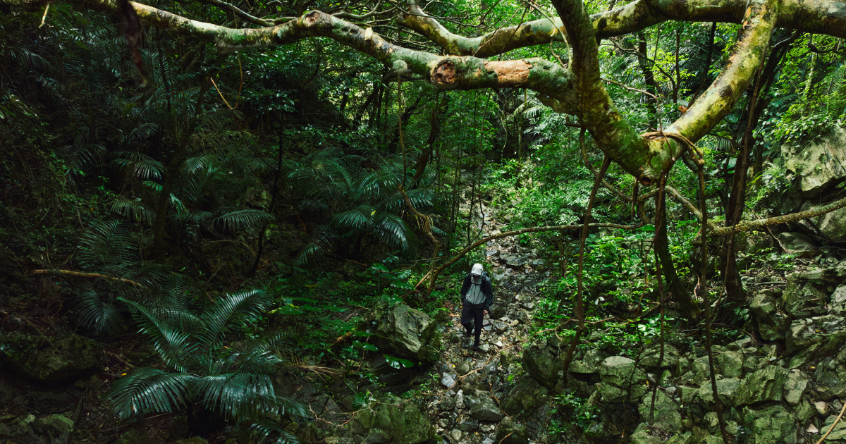 Trekking Collection - Spring & Summer 2025 | ゴールドウイン